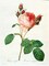 Rose,Centifolia with 100 Petals Poster Print by Pierre-Joseph Redout - Item # VARPDXPJR01